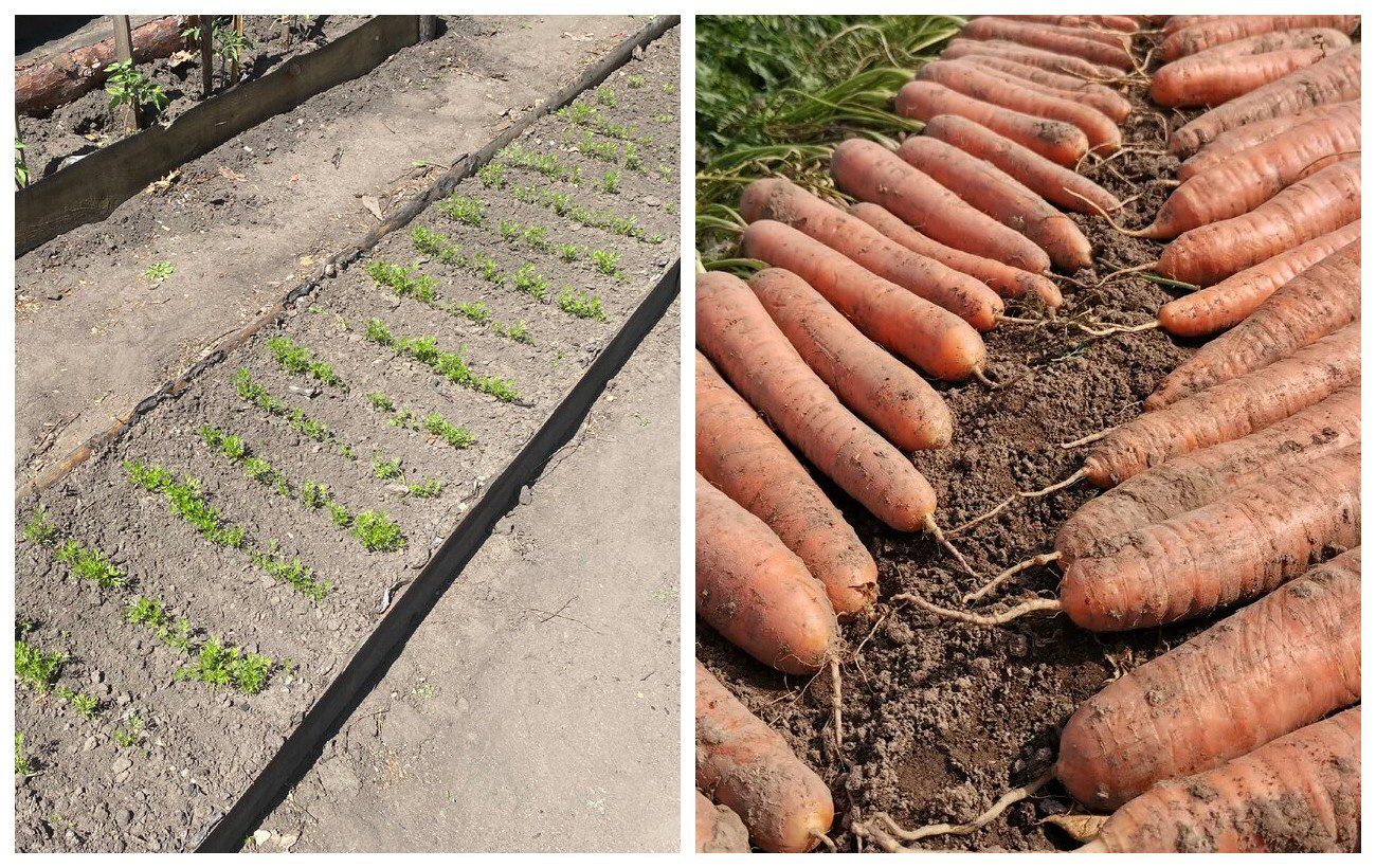 Яке добриво дати моркві при посадці восени