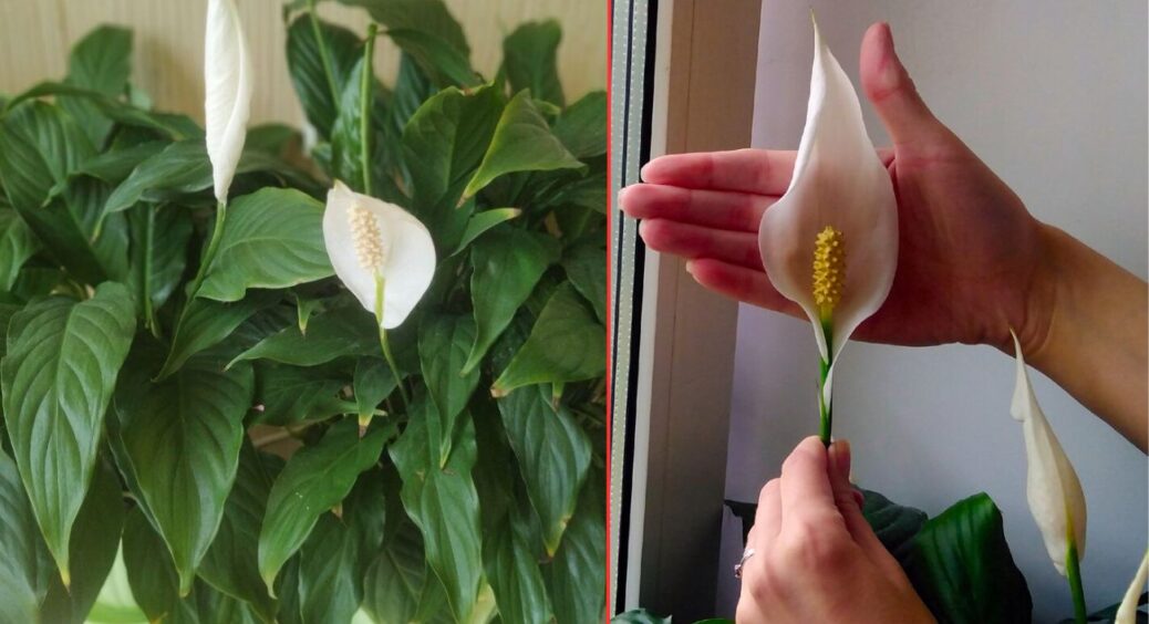 1 чайна ложка в ґрунт – і спатифілум випускає квітконоси навіть у холод: секрет підслухала на базарі 