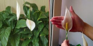 Як покращити цвітіння спатифілума