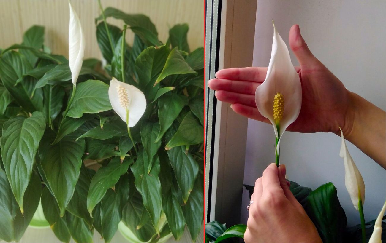 Як покращити цвітіння спатифілума