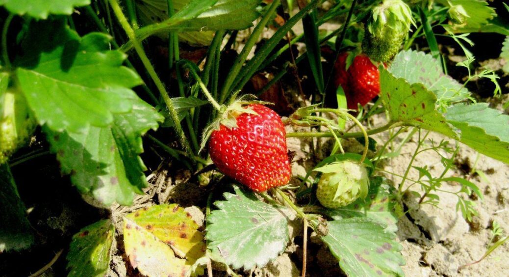 Полуницю не пересаджую і не обрізаю: до 20 грудня роблю 1 процедуру – і навесні кущі оновлюються самі 