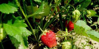 Городники пояснили, як полуниця може оновитися самостійно 