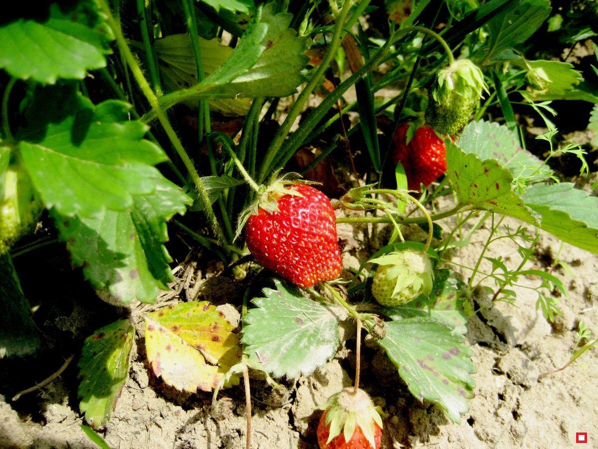 Експерти порадили максимально простий та ефективний спосіб підготовки полуниці до зимівлі