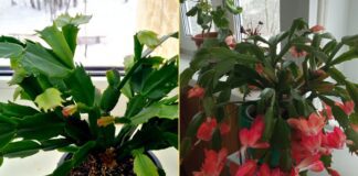 Як підгодувати декабрист для покращення цвітіння