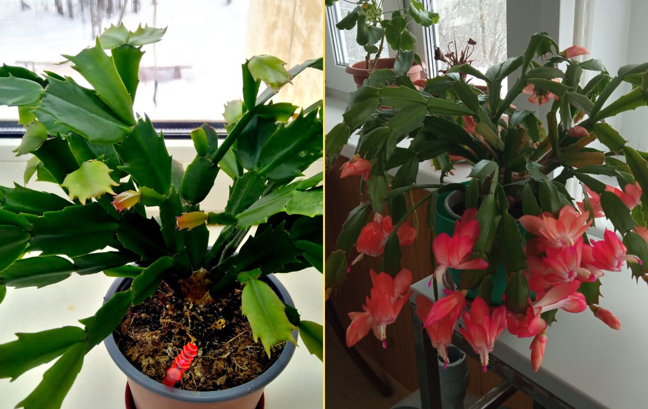 Як підгодувати декабрист для покращення цвітіння