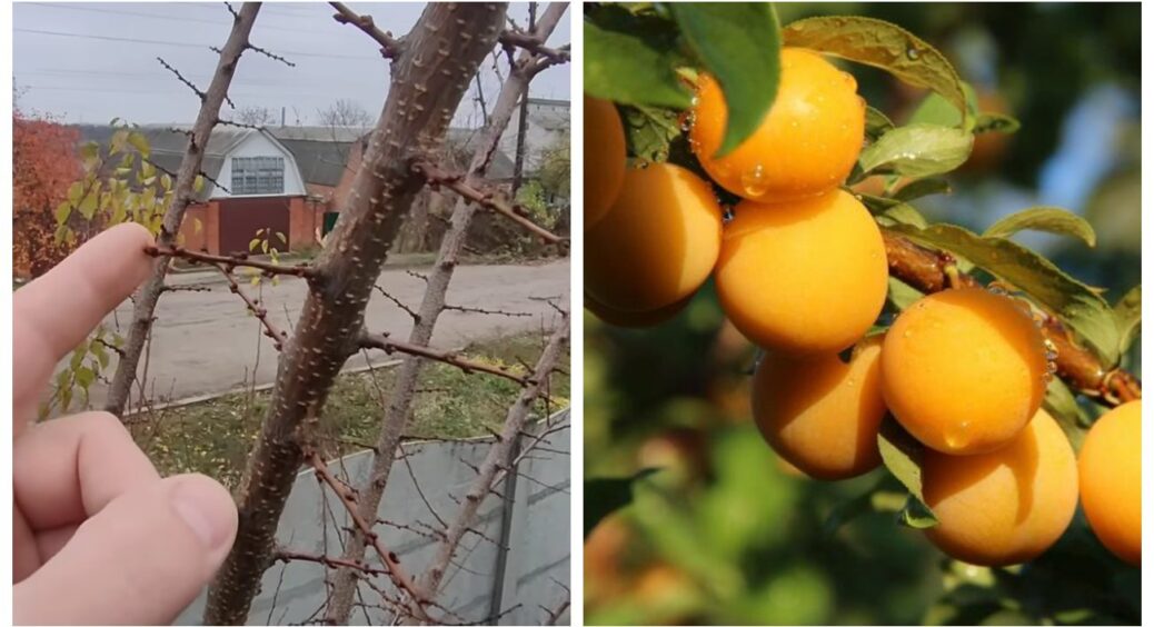 Збираю зазвичай по 50 кг з одного дерева, бо знаю, як його обрізати: все про осіннє омолоджування абрикоса 