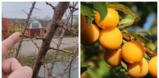 Садівники поділились правилами осінньої обрізки абрикоса