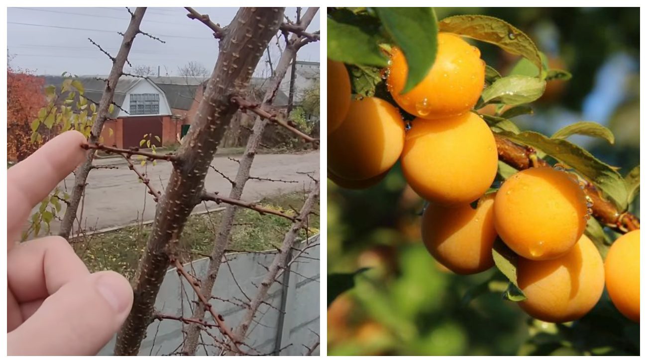 Садівники поділились правилами осінньої обрізки абрикоса