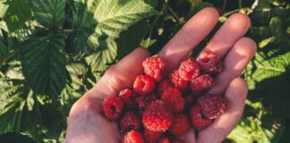 Садівники розповіли про осінній догляд за малиною