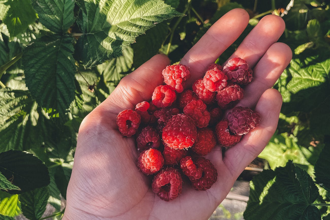 Садівники розповіли про осінній догляд за малиною
