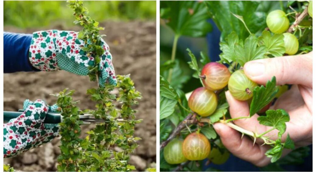 Мій аґрус коловся, як їжак, поки я не зрозуміла — йому просто потрібні ножиці: 3 правила осінньої процедури 