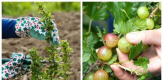 Садівники розповіли, як підготувати кущі аґрусу до зими