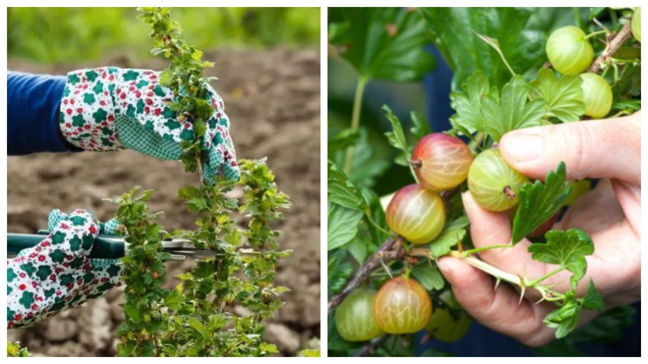 Садівники розповіли, як підготувати кущі аґрусу до зими