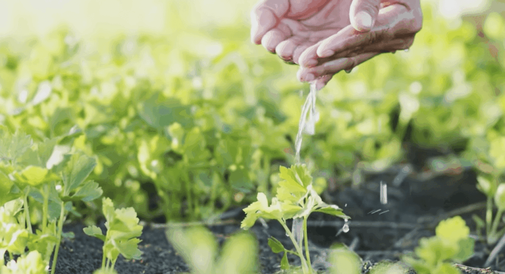 Щоб городини було більше, ніж бур’янів: розповідаю про 12 культур, які практично ростуть самі по собі 