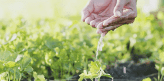 Городники розповіли про найневибагливіші городні культури