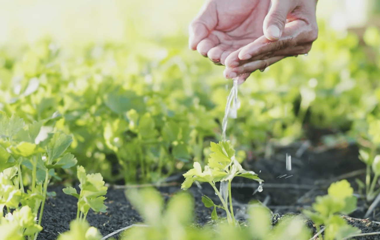 Городники розповіли про найневибагливіші городні культури