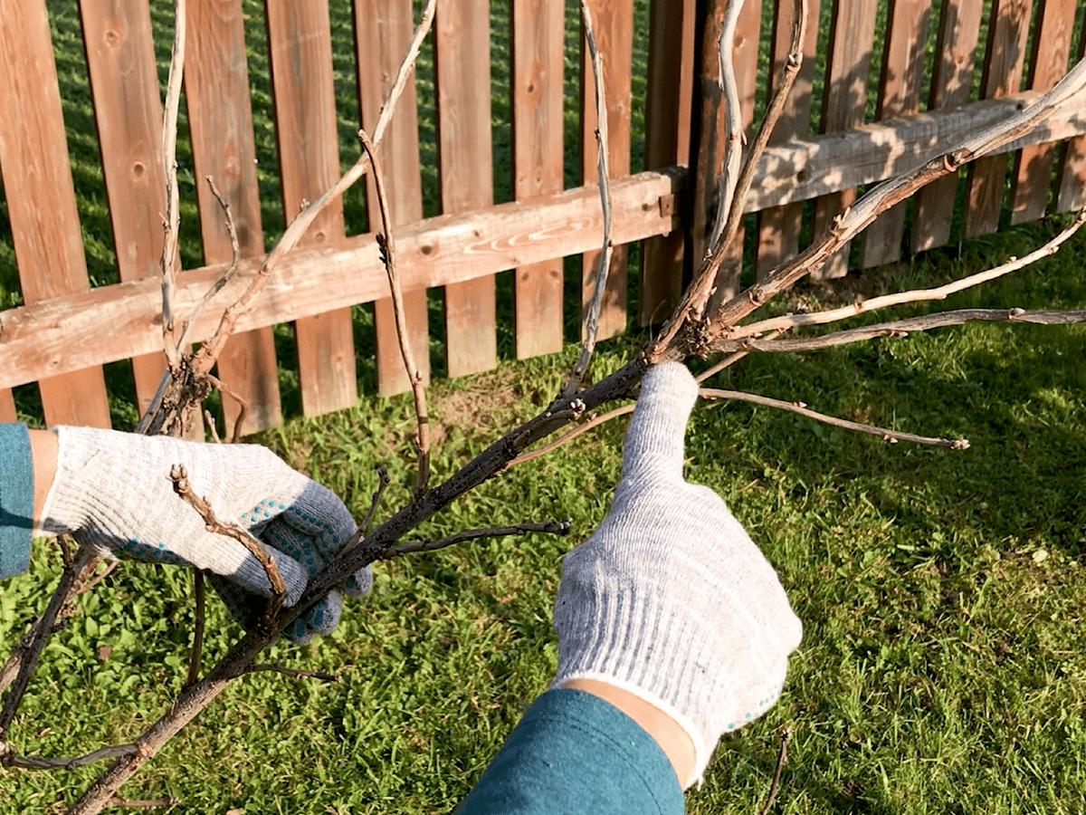 Городники розповіли, як правильно обрізати смородину, щоб вона була крупною 