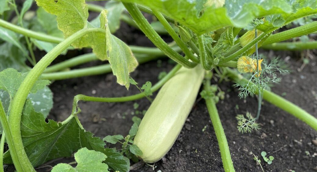 Обожнюю сіяти кабачки восени, бо отримую сходи раніше за всіх сусідів: є 3 нюанси, які варто врахувати 