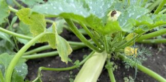 Городники поділилися перевагами посадки кабачків під зиму