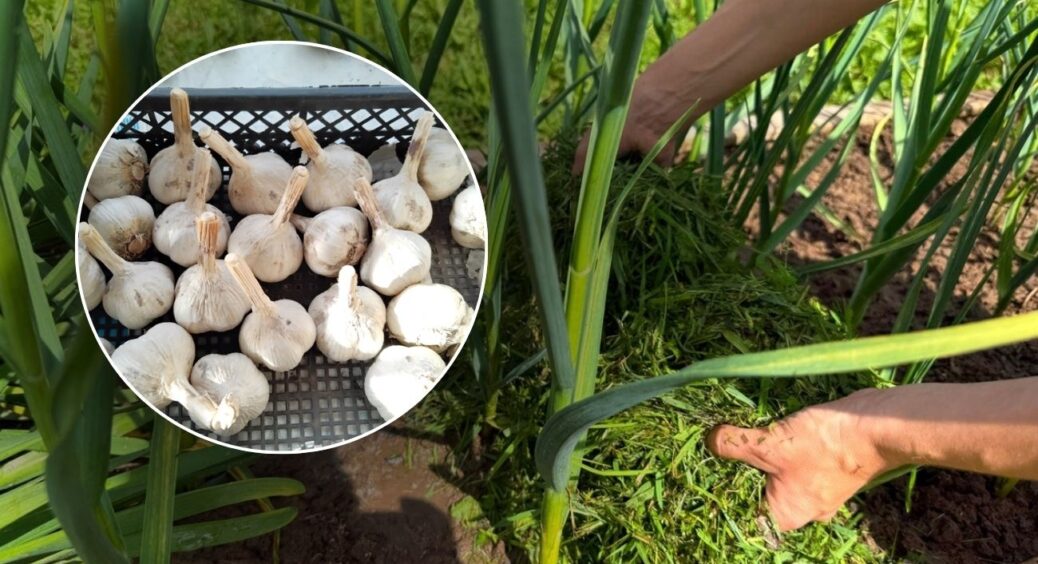 На часник у листопаді висипаю 1 пригорщу “білої добавки”: стрілки такі товсті, ніби пальці чоловіка 