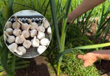 Як покращити розвиток озимого часнику простим добривом