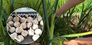 Як покращити розвиток озимого часнику простим добривом