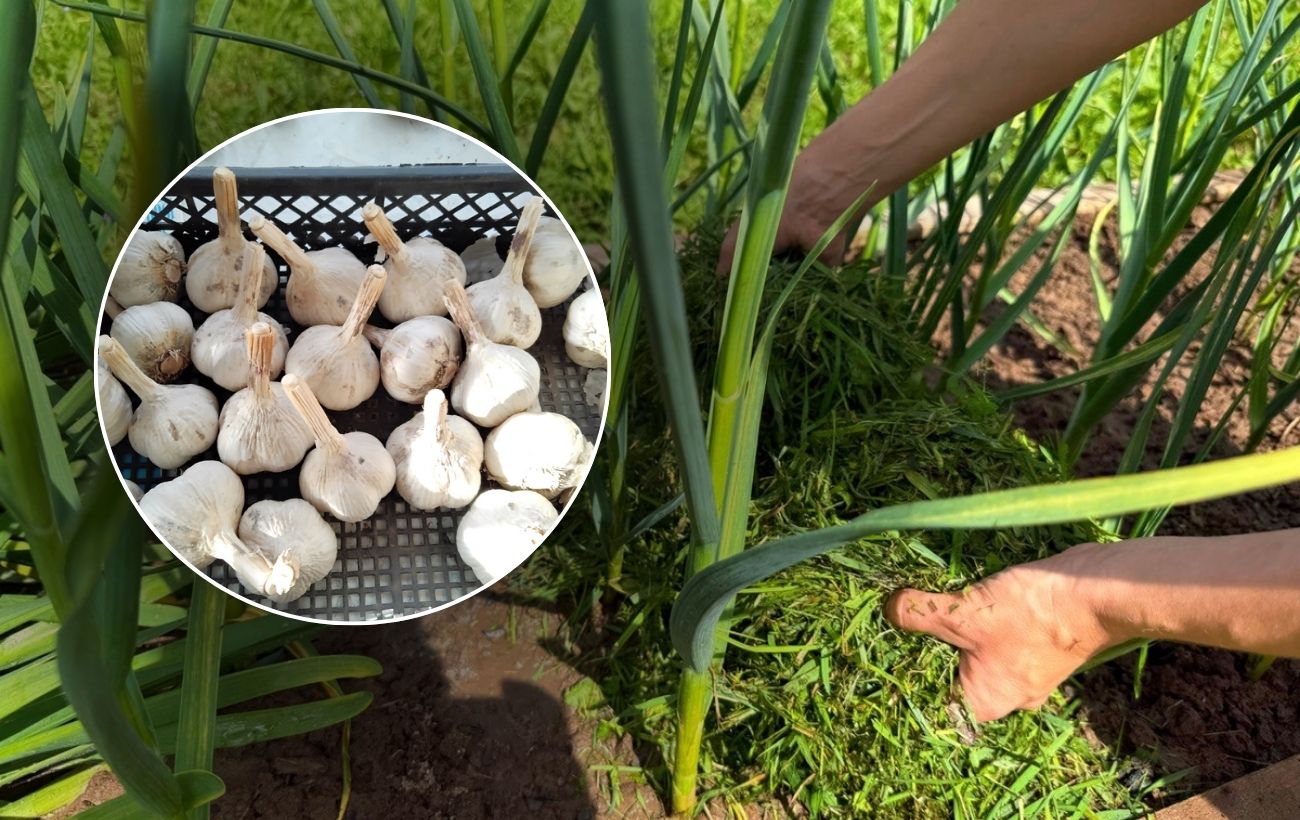 Як покращити розвиток озимого часнику простим добривом