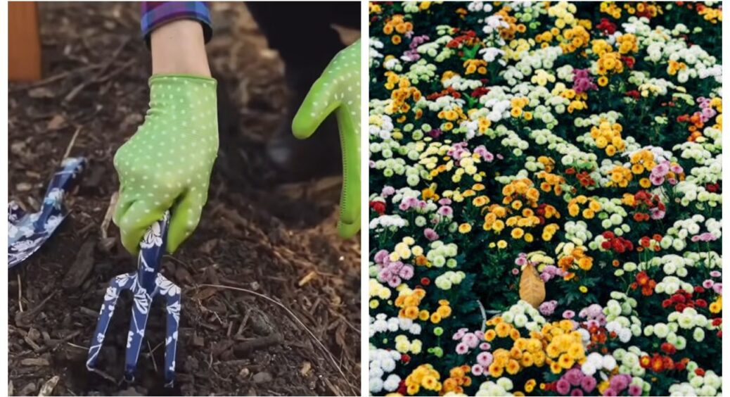 Ці 4 однорічники й 4 дворічники переживають мороз краще, ніж я: ось чому сію їх щороку у листопаді 