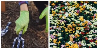 Квітникарі розповіли, які квіти варто посадити під зиму