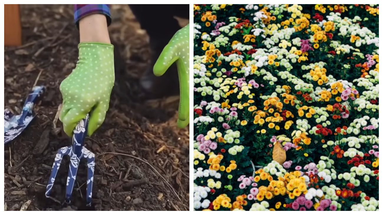 Квітникарі розповіли, які квіти варто посадити під зиму