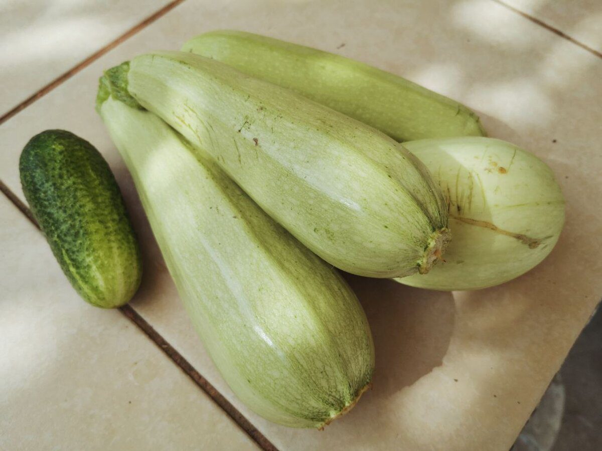 Городники розповіли, який сорт ранніх кабачків дає найкращий і найвищий урожай – назва