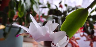 Квітникарі назвали квітку, яку треба саджати лише у грудні 