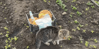 Городники розповіли про осінню посадку цибулі