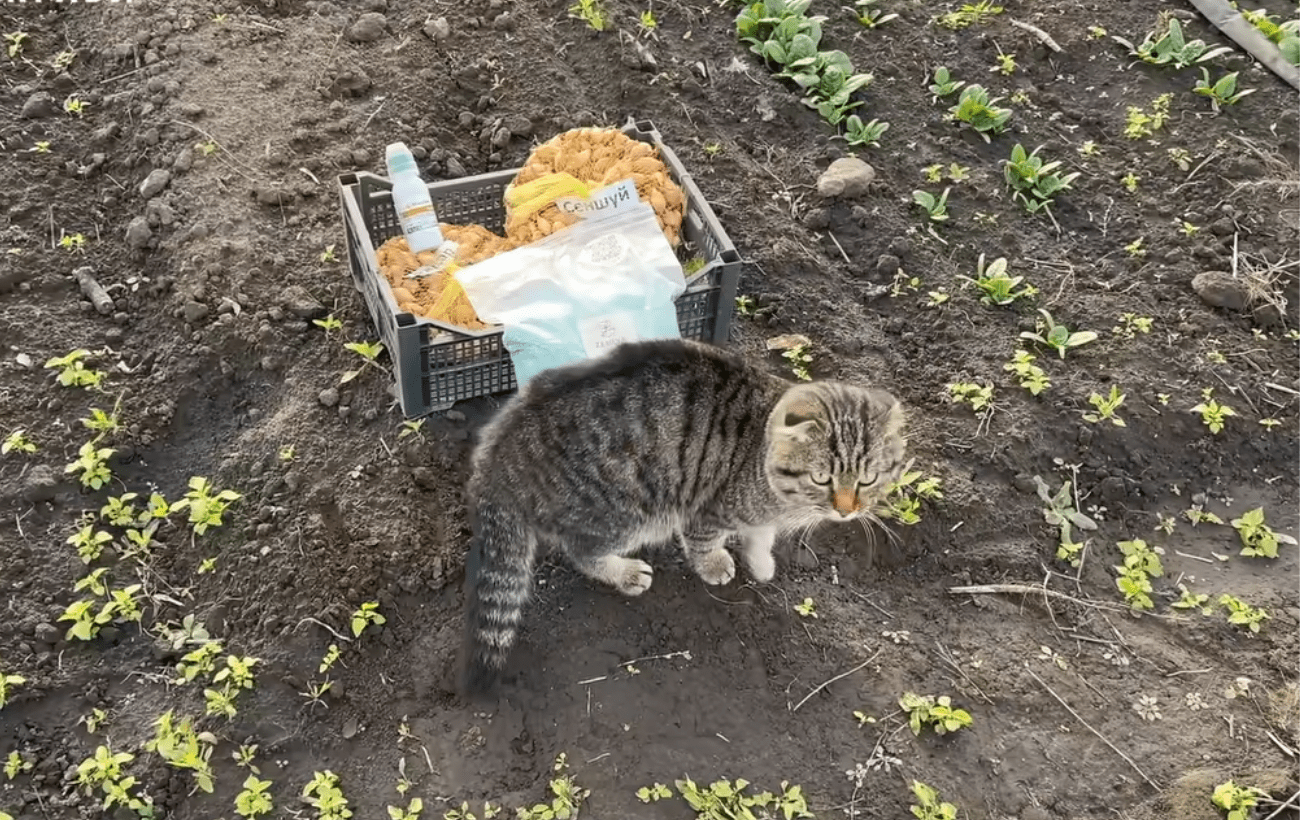 Городники розповіли про осінню посадку цибулі