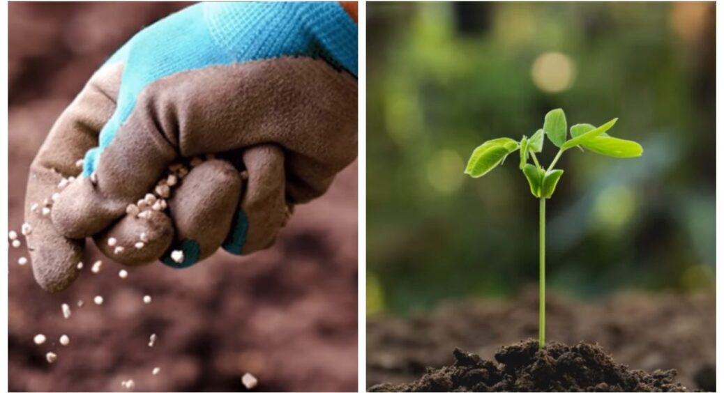 Ділюсь, як перетворити 1 найдешевшу крупу на потужний біофунгіцид та добриво: гарантовано оздоровить ґрунт 