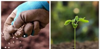 Городники поділились народним способом оздоровлення ґрунту