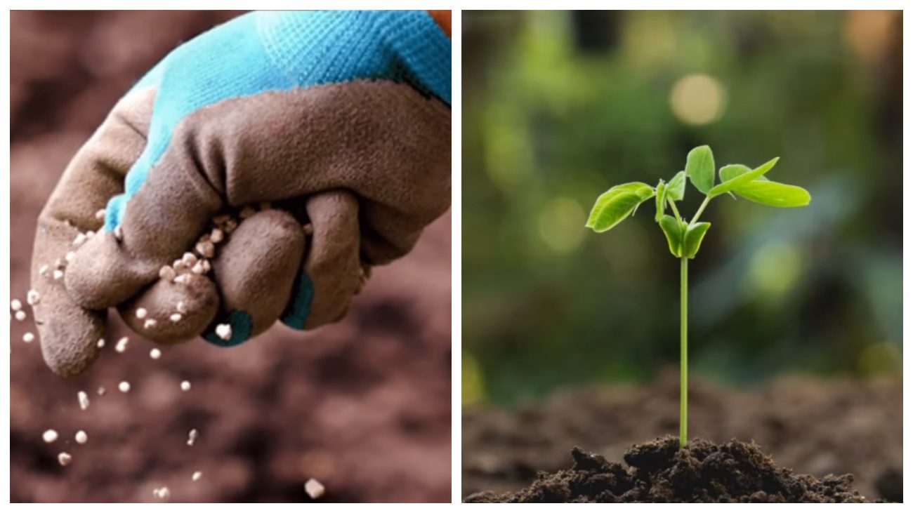 Городники поділились народним способом оздоровлення ґрунту