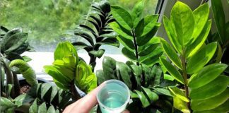 Досвідчені квітникарі розповіли, чим підгодувати заміокулькас пізньої осені