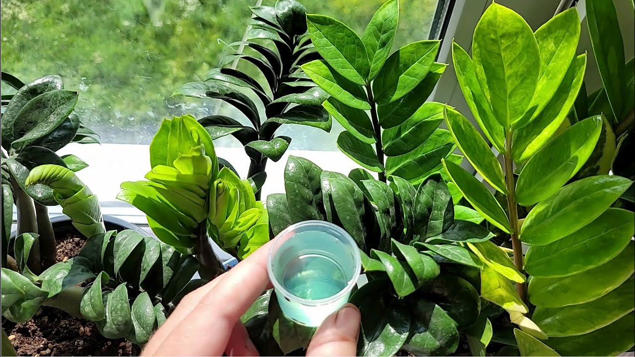 Досвідчені квітникарі розповіли, чим підгодувати заміокулькас пізньої осені