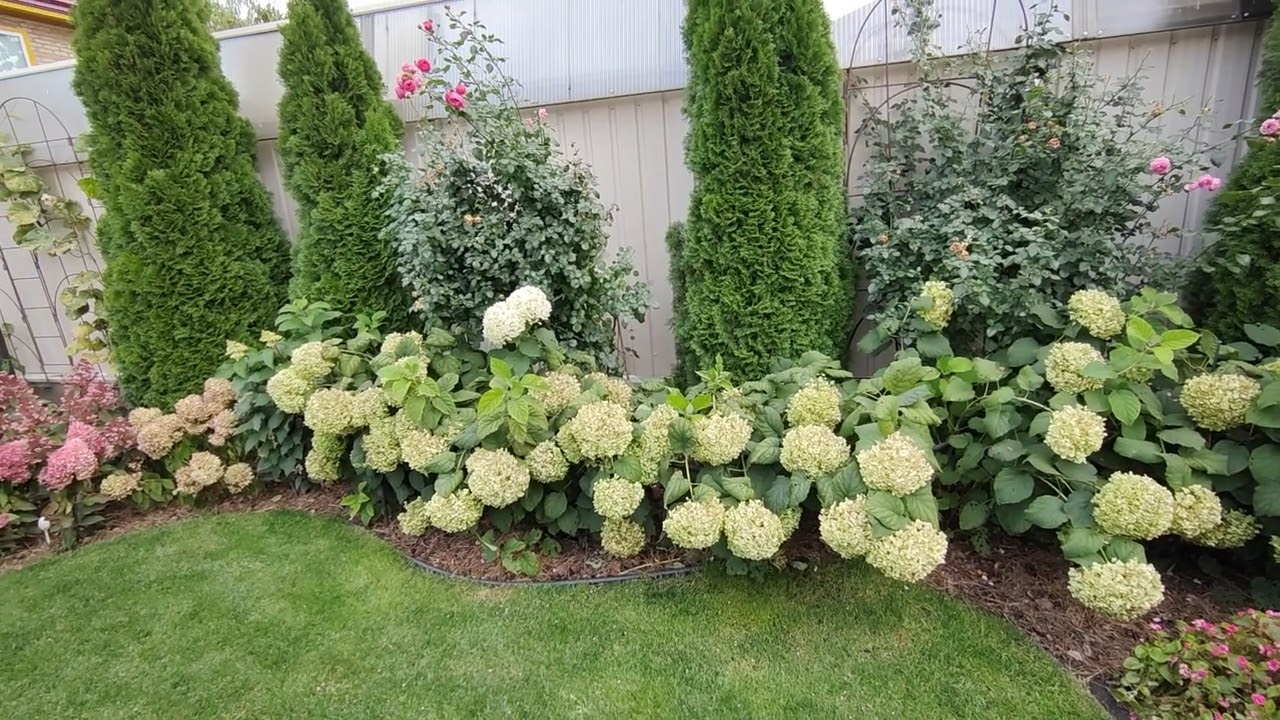 Садівники поділилися способами, які допоможуть отримати пишне цвітіння гортензії