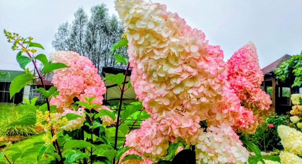 Гортензії восени до морозів – терміново: 3 прості “трюки” – і в наступному сезоні кущ руками не обхопиш 