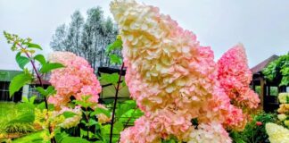 Садівники поділилися способами, які допоможуть отримати пишне цвітіння гортензії