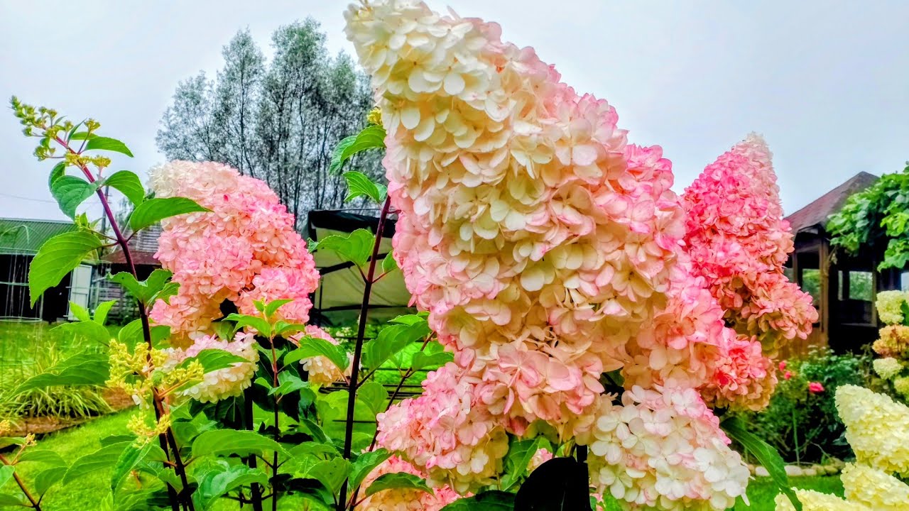 Садівники поділилися способами, які допоможуть отримати пишне цвітіння гортензії