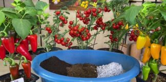 Агрономи поділилися простим рецептом ідеального ґрунту для розсади