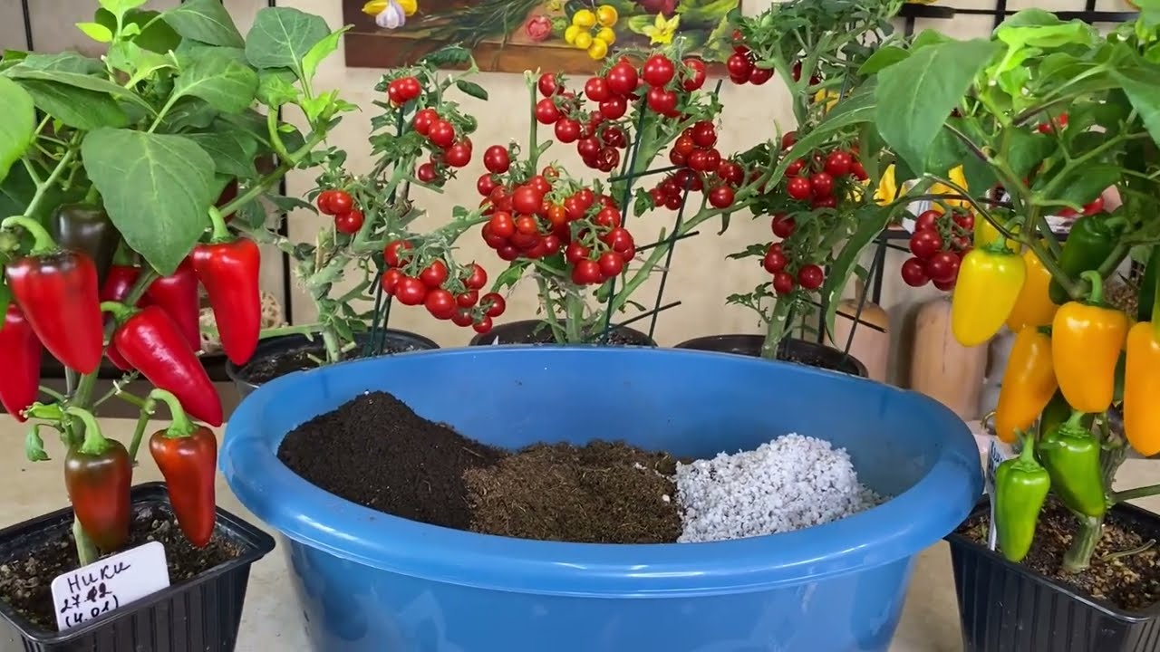 Агрономи поділилися простим рецептом ідеального ґрунту для розсади