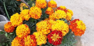 Садівники розповіли, як правильно посадити чорнобривці під зиму