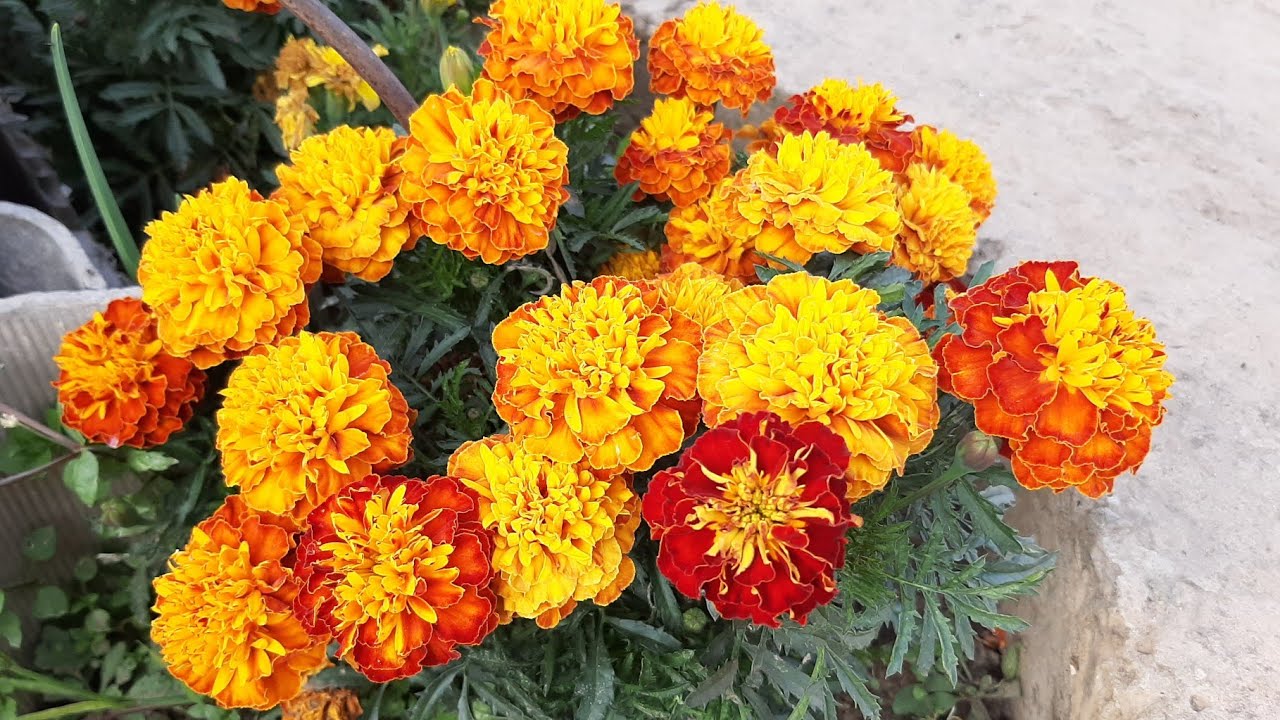 Садівники розповіли, як правильно посадити чорнобривці під зиму