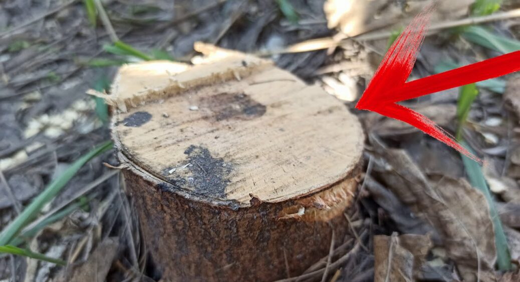 Кінець мороки з пеньками на ділянці: викорчувала без спецтехніки “дідівським” способом. Трюк на 10 з 10 
