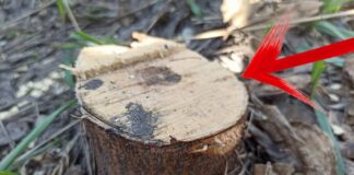 Дачники розповіли, як швидко позбутися пенька після спилювання дерева