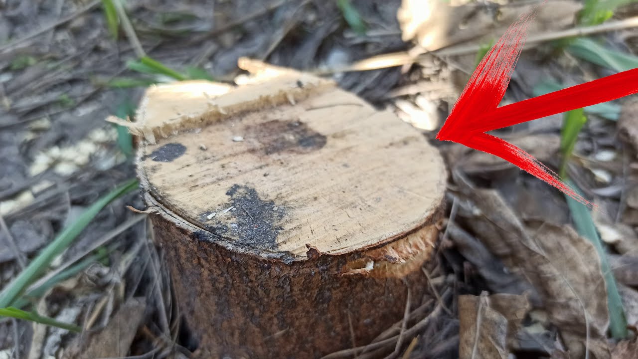 Дачники розповіли, як швидко позбутися пенька після спилювання дерева